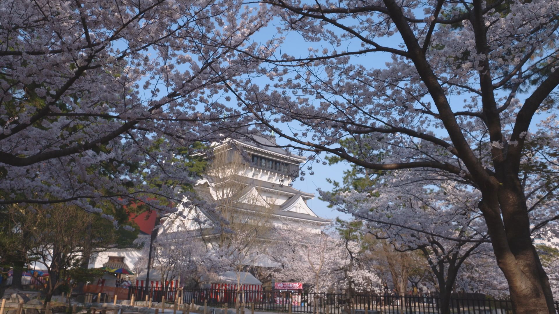 小倉城の桜