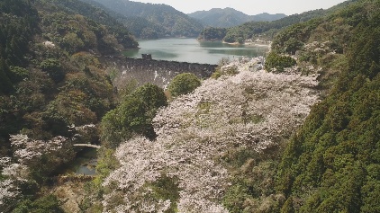 河内貯水池の桜